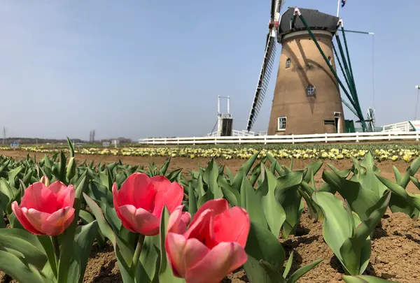 佐倉ふるさと広場の写真・動画_image_353104