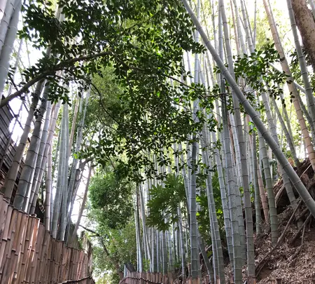 佐倉サムライの古径 ひよどり坂の写真・動画_image_353107