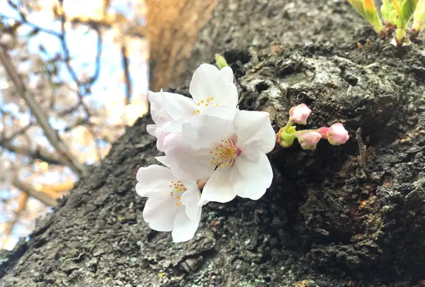 六実さくら通りの写真・動画_image_353718