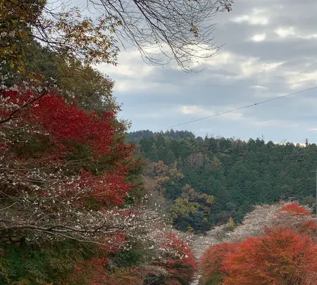 川見四季桜の里の写真・動画_image_353946