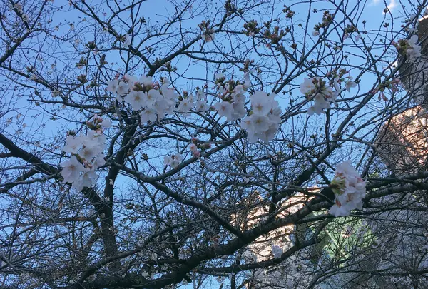 季節料理くら井の写真・動画_image_354443
