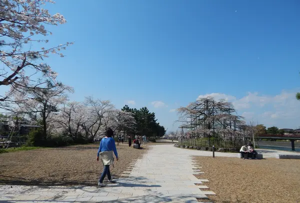 宇治公園(塔の島)の写真・動画_image_354699