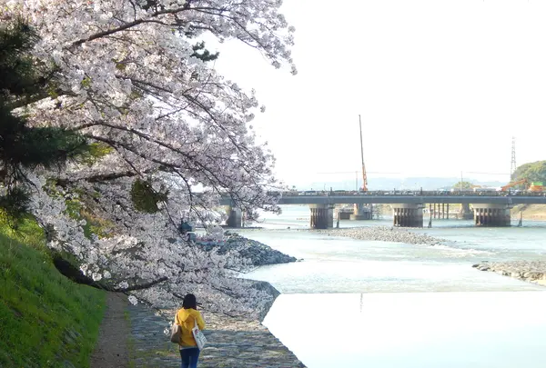 宇治橋の写真・動画_image_354727