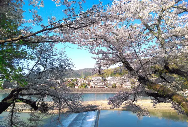 宇治橋の写真・動画_image_354728