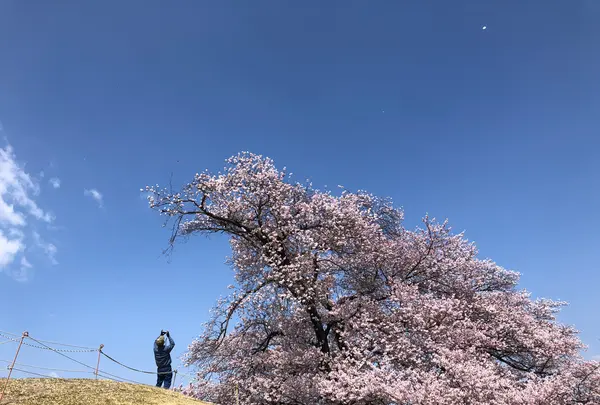 笛吹市役所 八代ふるさと公園の写真・動画_image_354772