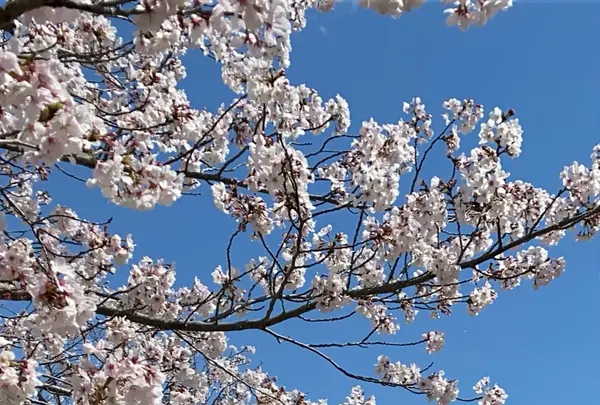 総合公園バンブージョイハイランドの写真・動画_image_355084