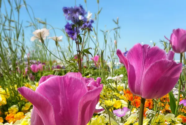 山下公園の写真・動画_image_356368