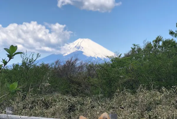 芦ノ湖スカイラインの写真・動画_image_356627