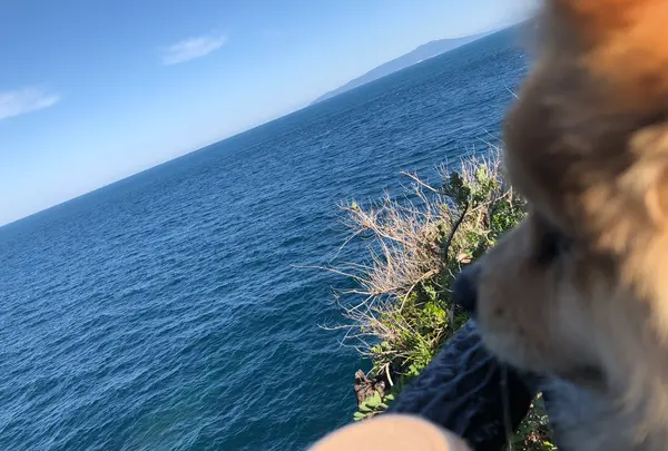 城ヶ崎海岸の写真・動画_image_356661