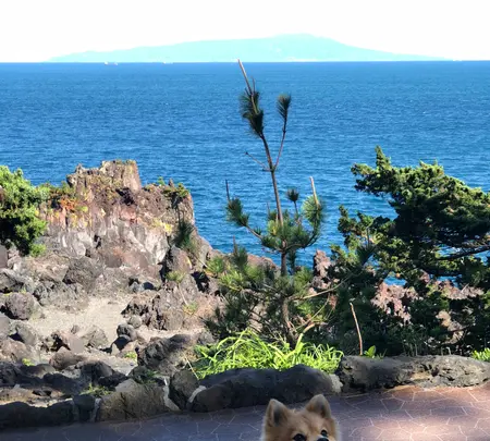 城ヶ崎海岸の写真・動画_image_356663