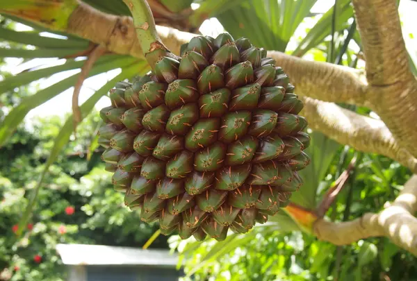 由布島で見た謎の植物