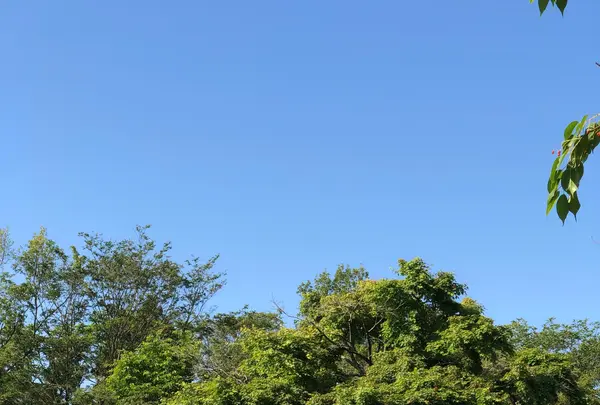 石川県森林公園 三国山キャンプ場の写真・動画_image_358391