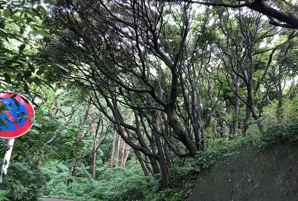 三ツ石海岸の写真・動画_image_359395