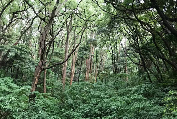 三ツ石海岸の写真・動画_image_359396