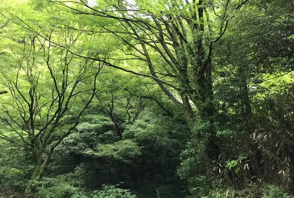 湯河原温泉の写真・動画_image_359423