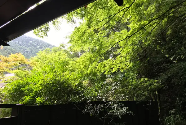 奥湯河原温泉 青巒荘（せいらんそう）の写真・動画_image_359555