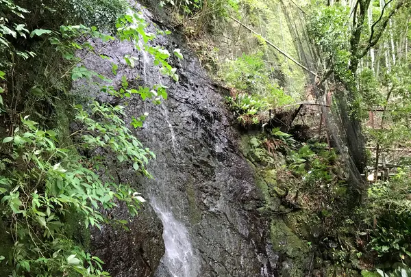 奥湯河原温泉 青巒荘（せいらんそう）の写真・動画_image_359595