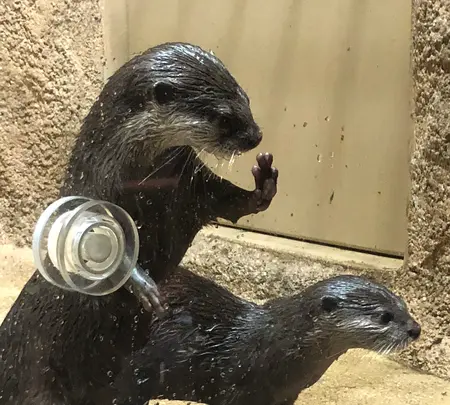 DMMかりゆし水族館の写真・動画_image_359615