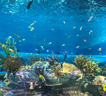 DMMかりゆし水族館の写真・動画_image_359616