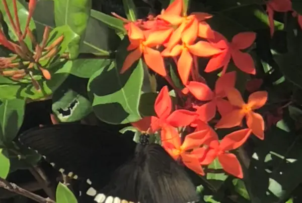 大度浜海岸の写真・動画_image_359618