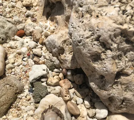 大度浜海岸の写真・動画_image_359624