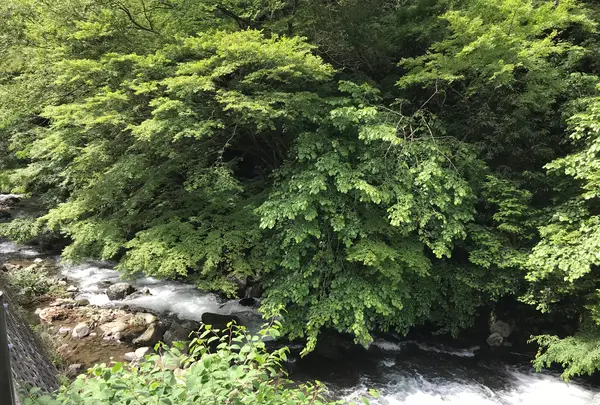 大雄山最乗寺の写真・動画_image_359664
