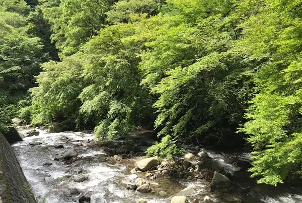 大雄山最乗寺の写真・動画_image_359665