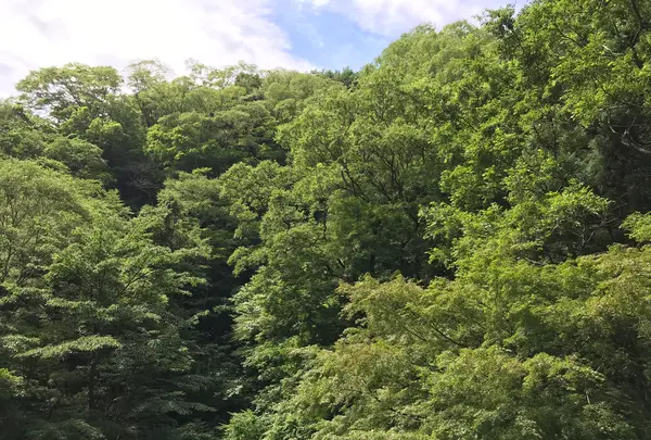 大雄山最乗寺の写真・動画_image_359666