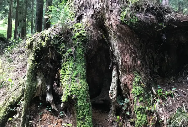 大雄山最乗寺の写真・動画_image_359714