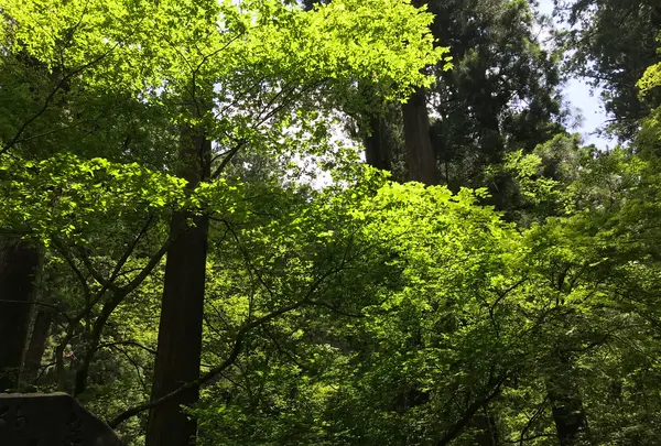 大雄山最乗寺の写真・動画_image_359734