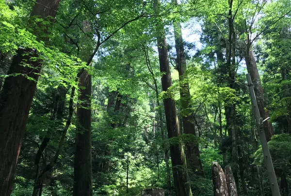 大雄山最乗寺の写真・動画_image_359742