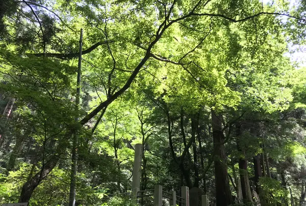 大雄山最乗寺の写真・動画_image_359744