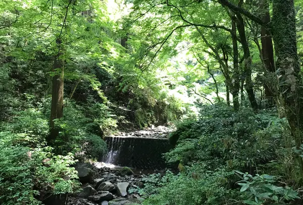 大雄山最乗寺の写真・動画_image_359777