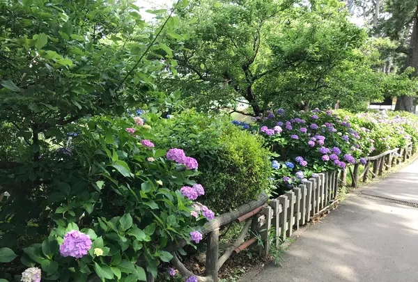小田原城址公園の写真・動画_image_359875