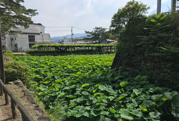 小田原城址公園の写真・動画_image_359876