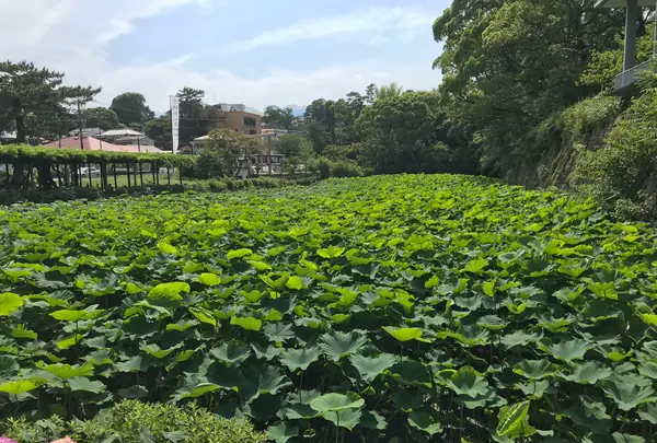 小田原城址公園の写真・動画_image_359877