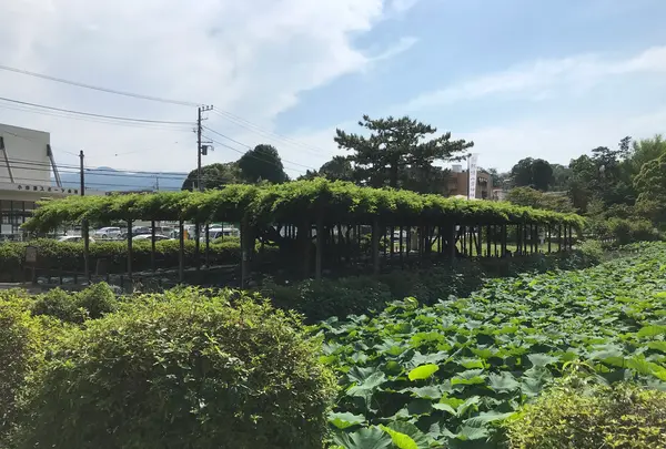 小田原城址公園の写真・動画_image_359878