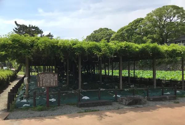 小田原城址公園の写真・動画_image_359879