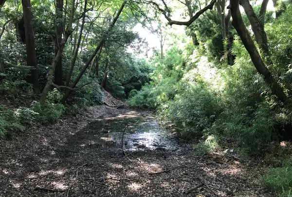 小田原城址公園の写真・動画_image_359896