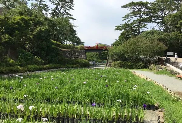 小田原城址公園の写真・動画_image_359901