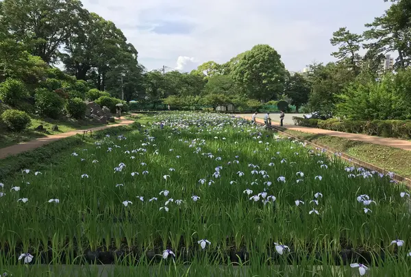 小田原城址公園の写真・動画_image_359910