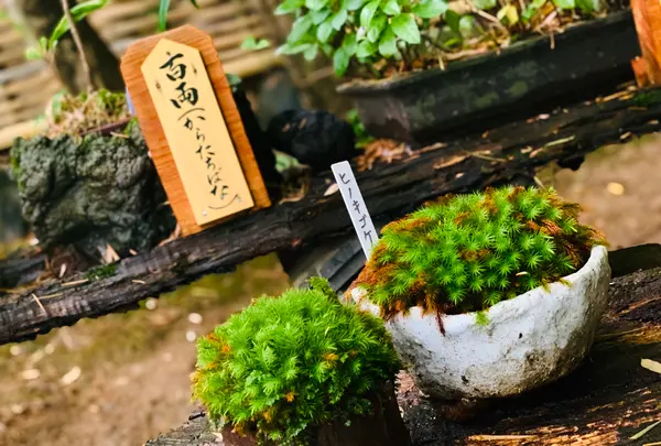 祇王寺の写真・動画_image_360744