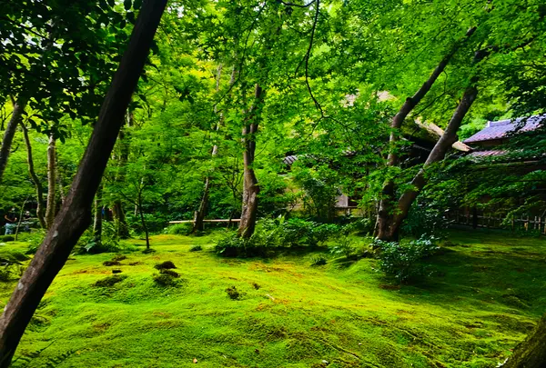 祇王寺の写真・動画_image_360752