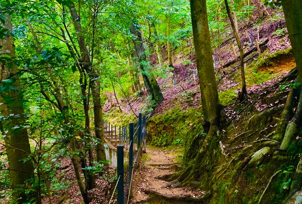 二尊院の写真・動画_image_360778