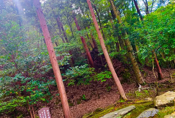 二尊院の写真・動画_image_360779