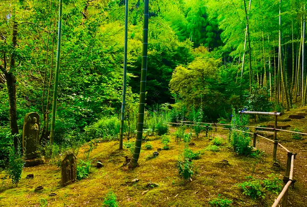 常寂光寺の写真・動画_image_360796