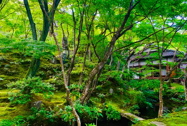常寂光寺の写真・動画_image_360801