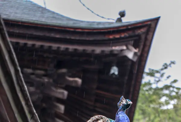 雨引山楽法寺（雨引観音）の写真・動画_image_362272