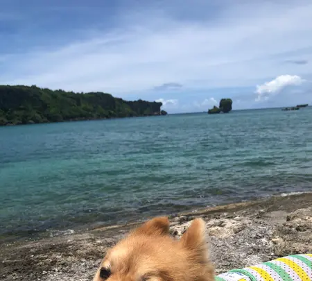 恩納海浜公園ナビービーチの写真・動画_image_362447