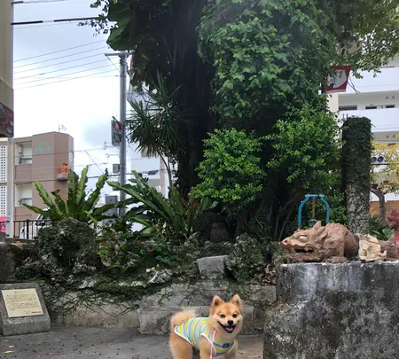 やむちん通りの写真・動画_image_362533